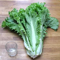 'Bekana' Chinese Salad "Cabbage"