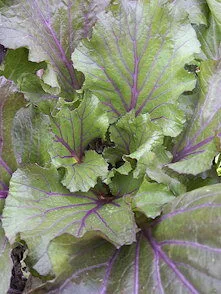 "Vibrant Joy" Purple Pak-Choi