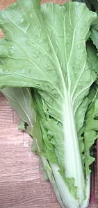 'Wong Bok' Chinese Green