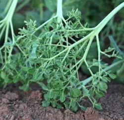 'Akacia' Parsley-leaved Salad Pea