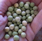 Boddingtons Soup Pea