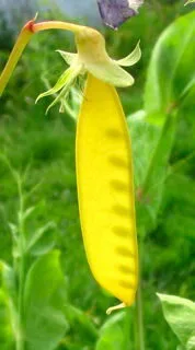 'Golden Sweet' Yellow-Podded Mange-tout pea