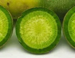 'Green Luobo' mild winter radish