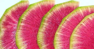 'Red Flesh' Mild Tricolour Winter Radish