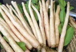 "Chiavari" Root Chicory