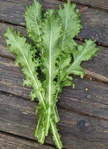 'Romanesca Cutting' Salad Endive