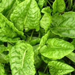 'Belleville' Leaf Sorrel