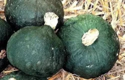 "Chestnut" Compact Squash