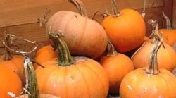 Winter Luxury Pumpkin