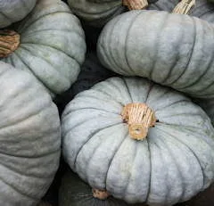 Piachenza Beret - a medieval hat squash
