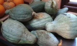 Sibley Squash