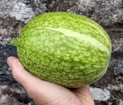 Sharks Fin melon gourd