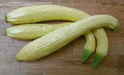 Friuliano Italian Straightneck