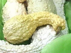 White and Cream Crookneck