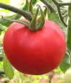 Dr Carolyn Pink Big Cherry Vine Tomato