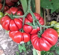 Costoluto Fiorentino