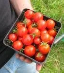 Our supposedly 'Gardener's Delight' - Small but Supersweet Irish Version