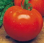 Gigante Liscio (Maincrop Salad type)