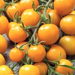 Golden Crown (aka "Goldkrone")