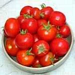 Latah (Super-early Salad type)