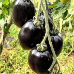 Midnight Roma Black Plum Tomato