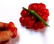 Reisetomate' Pocketbook Vine Tomato