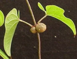 Andy's Cinnamon Vine