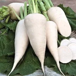 ‘Long White’ Conical Winter Turnip