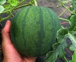 ‘Siberian Lights' Watermelon