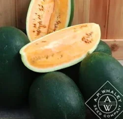 'Sweet Siberian' ORANGE Watermelon