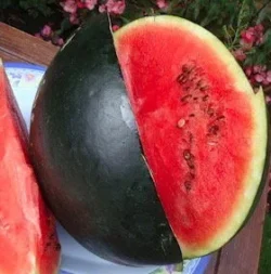 'Thora' EXTRA EARLY Watermelon