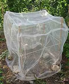 isolation cage finished